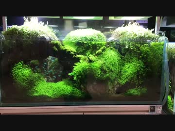 ゆっくりの水草水槽パート２