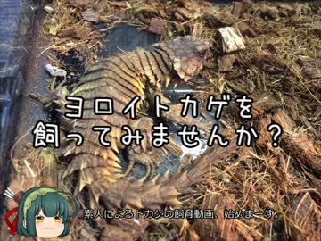 【修正版】【ゆっくり】ヨロイトカゲを飼ってみませんか？