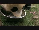 2016年3月19日中継のハイライト 慶賀（チンフー）の双子弟は上手にタライミルクを飲んでいる。