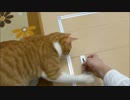 床下収納が気になるルゥ君「早く開けてよ～～」