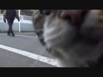 超懐こい老婆猫、苦戦中の流れを変える