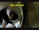 ウエットキャットフード／Wet cat food