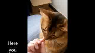 おかわりをする猫