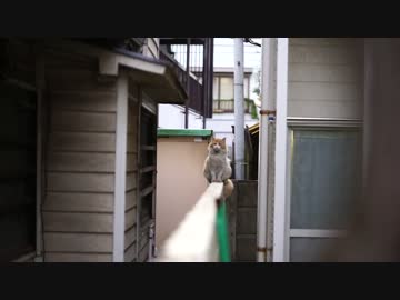 地域の護り猫、メス猫に追っ払われる