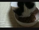 なっちゃん、カリカリをガリガリ食べてます！／eat crunching the crisp!