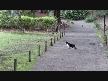 【猫さんぽ】ハトに逃げられるネコ【単発】