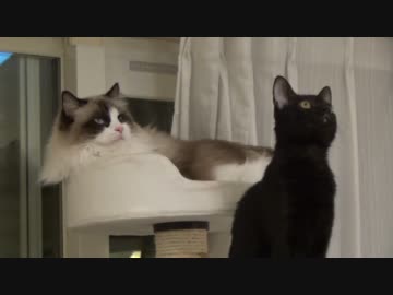 レオとしじみの新生活 Vol.21 　ものすごい場所を歩く猫