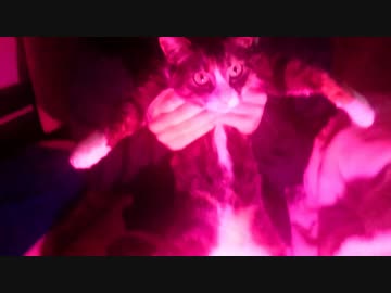 ディスコ猫