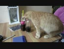 チェコで「猫カフェ」、人気急上昇　