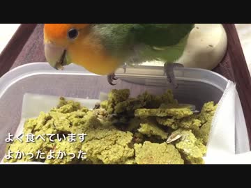ペレット苦手なインコにビスケット作りました
