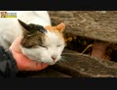 白っぽい三毛猫がやってくる！