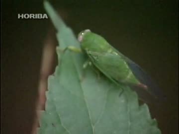 クロイワゼミ