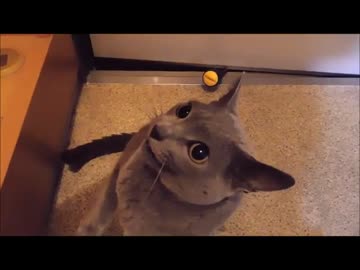 玄関に連れて行くと凶暴化