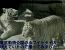 ホワイトタイガーに会ってきた！（東武動物公園）
