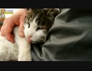 ひざ上ドアップパンダ猫