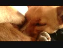 愛犬ナナと平和な日々（3年と347日目）～ウトウト～
