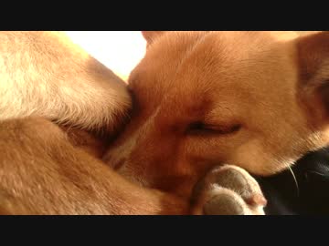 愛犬ナナと平和な日々（3年と347日目）～ウトウト～