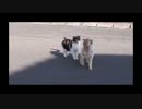 すり寄ってくる野良猫と離れていく野良猫
