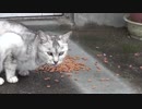 食事中の猫たち