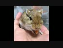 すなねずみの記録7