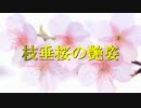 【Rana52293+東北ずん子】 枝垂桜の艶姿 【ボカロネット】