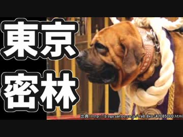 東京で弱肉強食トーキョージャングル実況プレイ【16】