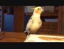トントンして変なポーズをするオカメインコ