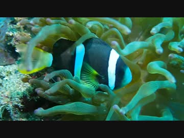 ダイビングin八丈島