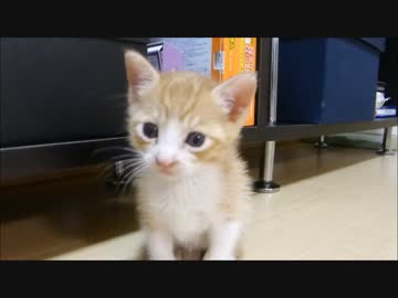 赤ちゃん猫、おもしろ &amp; おバカ &amp; カワイイ 15連発(⁎˃ᆺ˂)