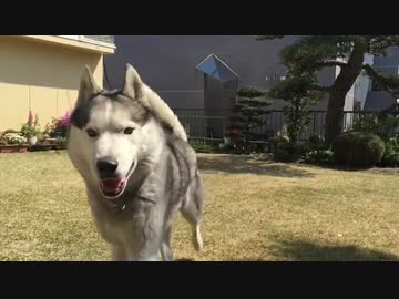 シベリアンハスキー スローモーション
