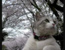 入門ビジネス英語　2008年3月31日