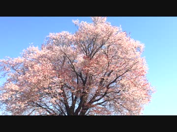 【癒し】　国富町　大坪の一本桜①