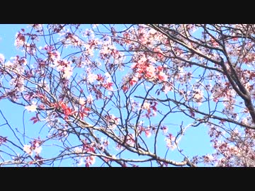 【癒し】　国富町　大坪の一本桜③mp4