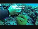 イノパの沖縄ダイビング２０１４ クマノミウミガメ