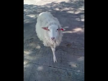 ヤギ　ヒツジ　牧場にて