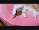 ルゥ君「頼むから起こさないでくれ～」