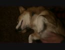 とにかく撫でて欲しい犬