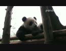 2016年3月26日中継のハイライト ミルクの後、奥林匹亜（オリンピア）と慶賀（チンフー）の双子弟はお互いの口辺りをキレイにする。