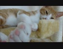 キャットタワーに近寄らせないルゥ君
