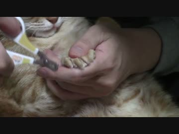 拾いねこ＠生後1364/1331日目　今月の爪切り。