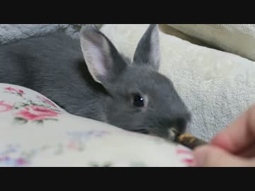 [うさぎ]りんご大好き。りんごの木だってかじるよ[ネザーランドドワーフ]