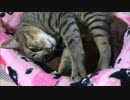 もみもみもみ…もみもみ。。。ぐーー。