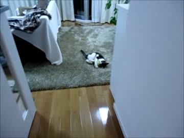 猫キーパー