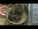 ハム太とハム子　初めての砂浴び