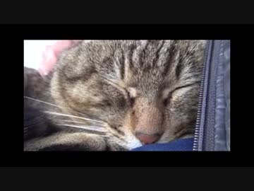 キジトラ　(⌒ω⌒)