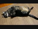 動かない猫の動画