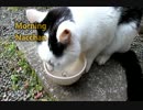 モーニングなっちゃん／Morning Nacchan