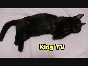 KINGTV第01話　猫はロボピッチャで遊ぶか