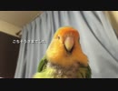 インコ、おやつでおおさわぎ