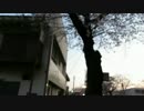 武蔵野市役所沿いの道を歩いてみた。